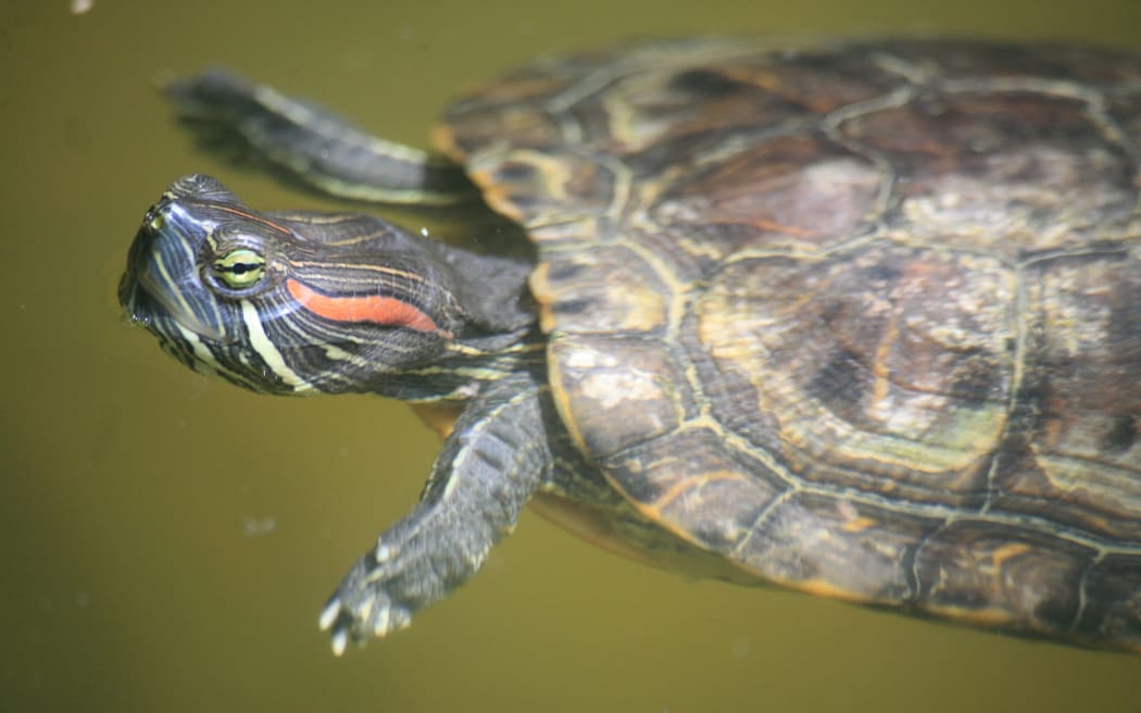Turtle owners asked to avoid environmental shellshock with released