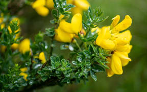 Gorse