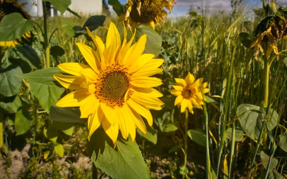 Millions of sunflowers on the Darling's farm will soon be harvested and turned into sunflower oil