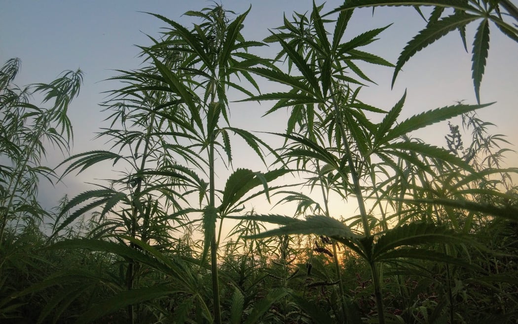Cannabis plants
