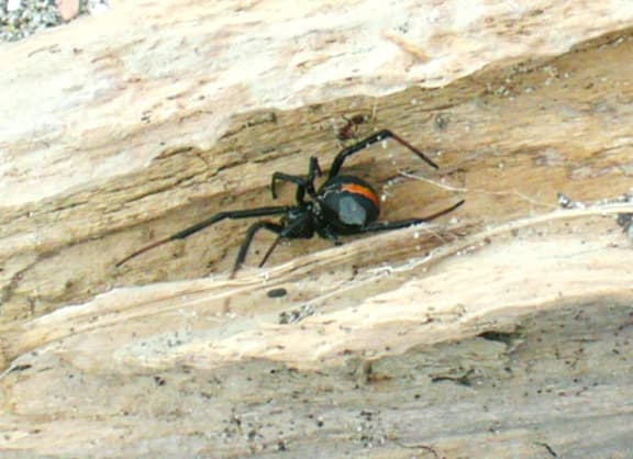 Katipō spider on a piece of driftwood