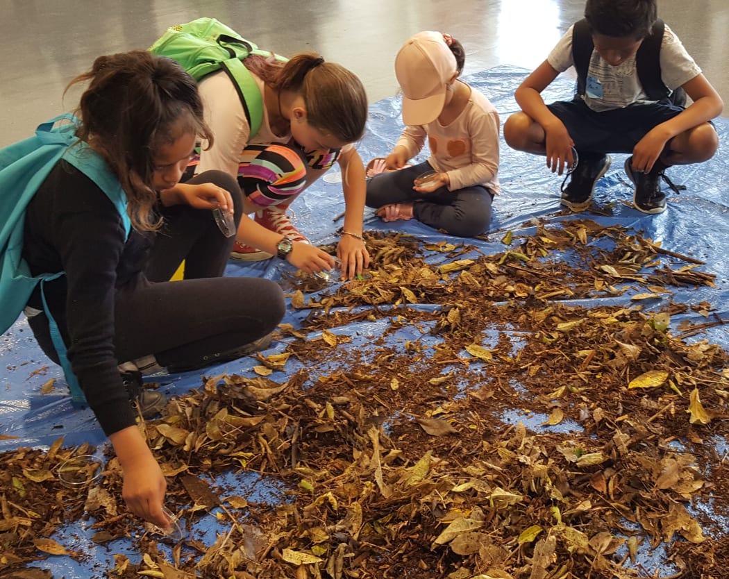 Stokes Valley students comb through some leaf litter to discover what lives on the forest floor.