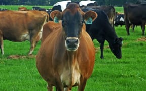 Dairy cow north of Matamata.