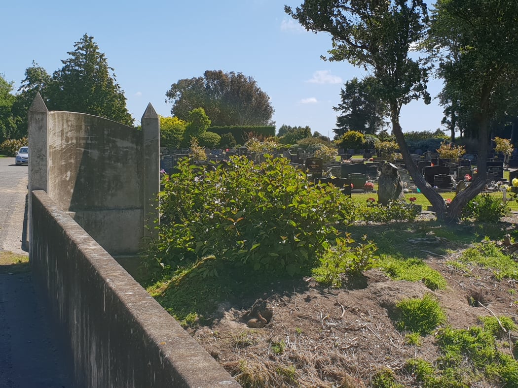 Rabbit burrows can be seen in the cemetery.