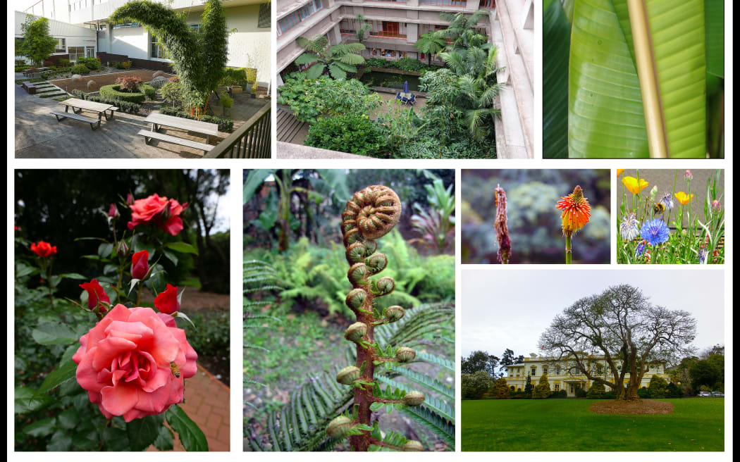 The diversity of the University of Auckland's gardens