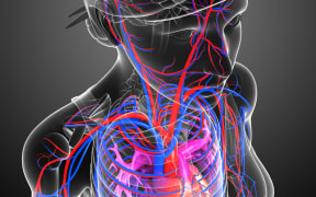 Illustration of brain circulatory system