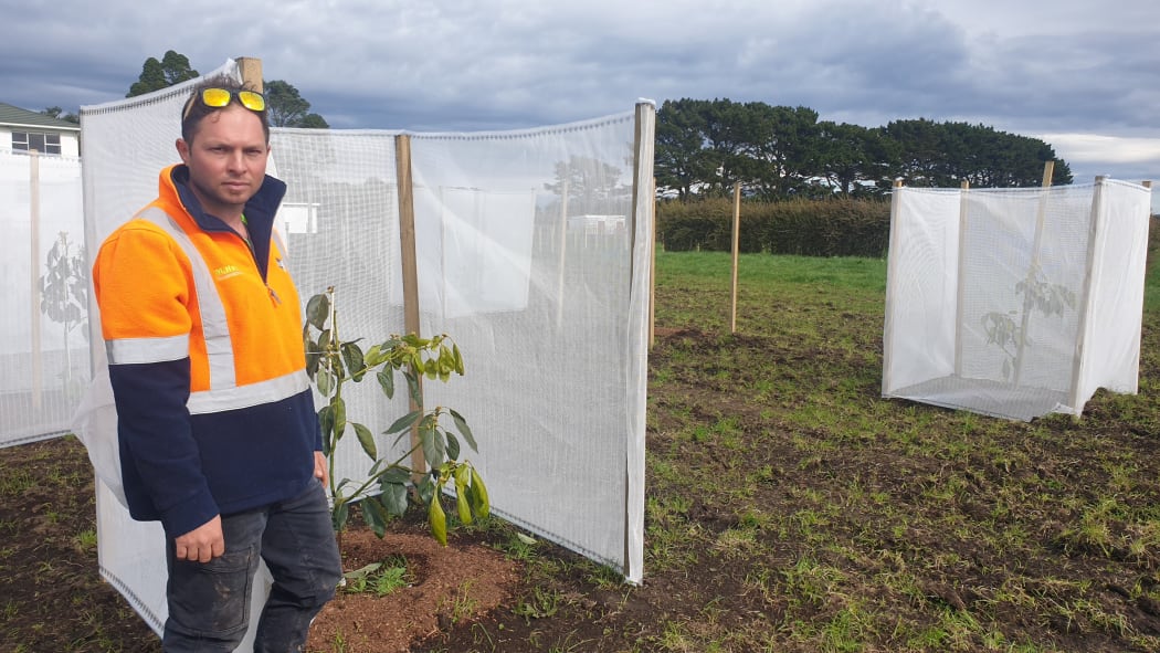 Matt Hareb is converting a 30 hectare dairy block into an avocado orchard at Brixton near Waitara.