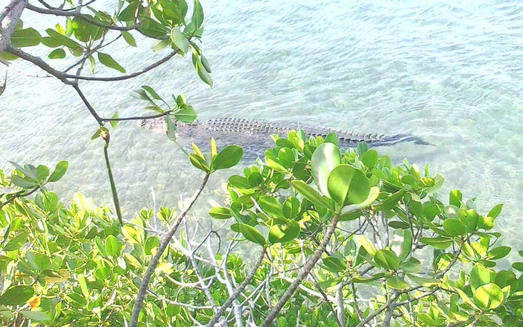The crocodile spotted in Vanuatu. This photo was taken by students swimming in the area.