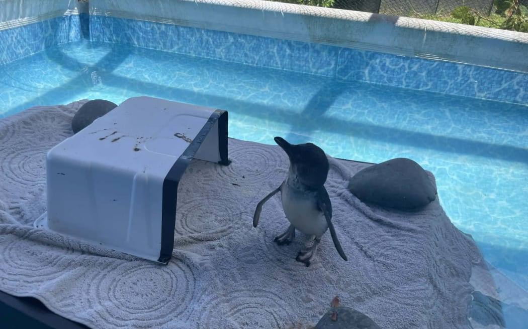A little blue penguin being cared for by BirdCare Aotearoa.