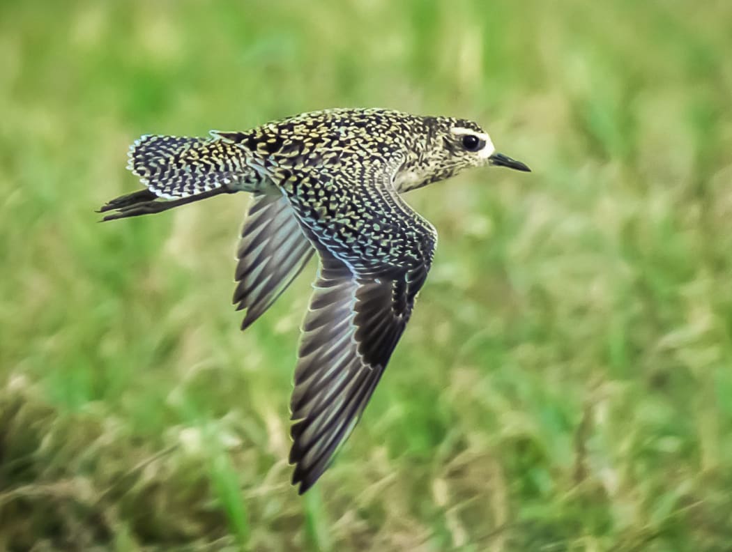 A Pacific golden plover in non-breeding plumage overwintering in Hawaii.