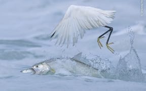 Synchronised Fishing by Qingrong Yang, China. A ladyfish snatching its prey from right under a little egret’s beak.