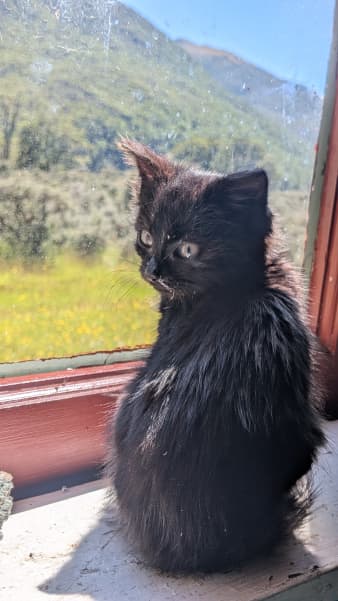 A black kitten sitting on a window sill.