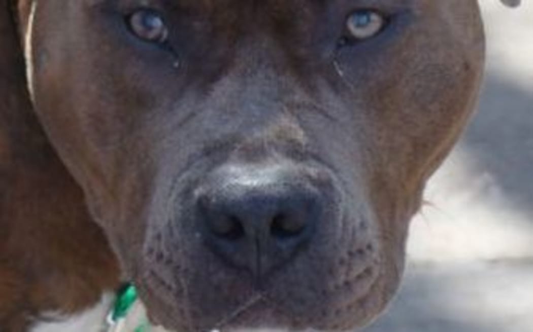 Pitbull terrier, file photo