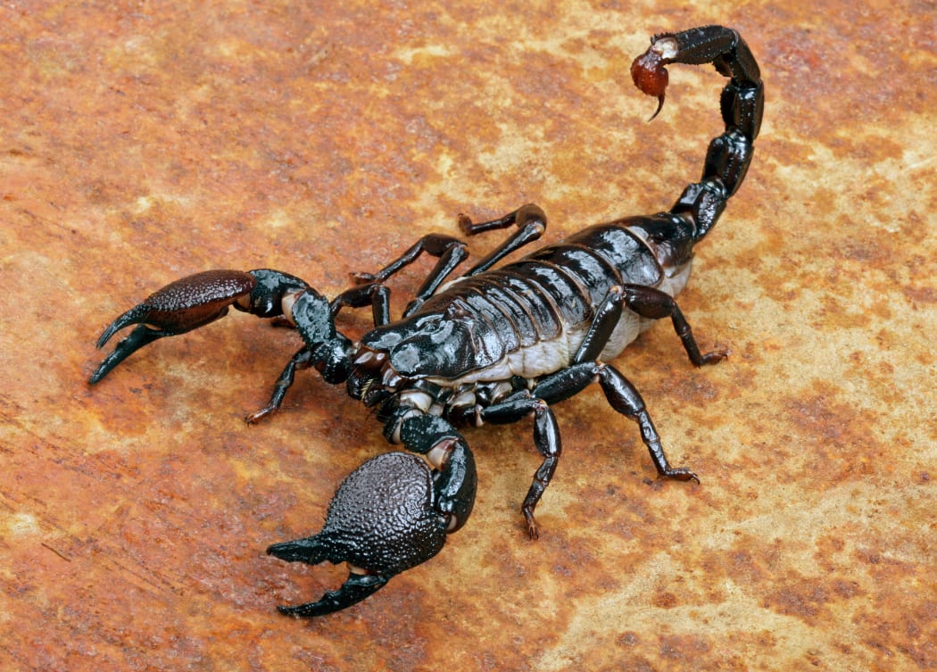 Emperor Scorpion ( Pandinus imperator) on rusty background.