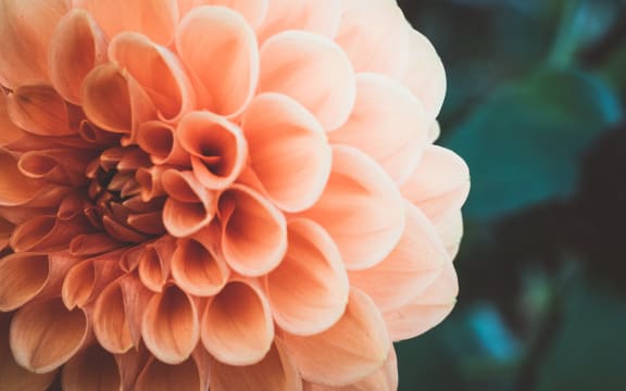 close up flower