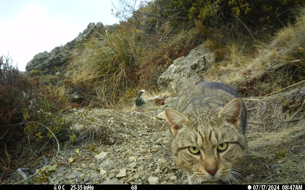 Feral cats caught on camera in the field trial at St James Conservation Area.