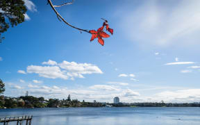 Red autumn leaves against sunny blue sky with white clouds at Lake Pupuke, Takapuna, Auckland