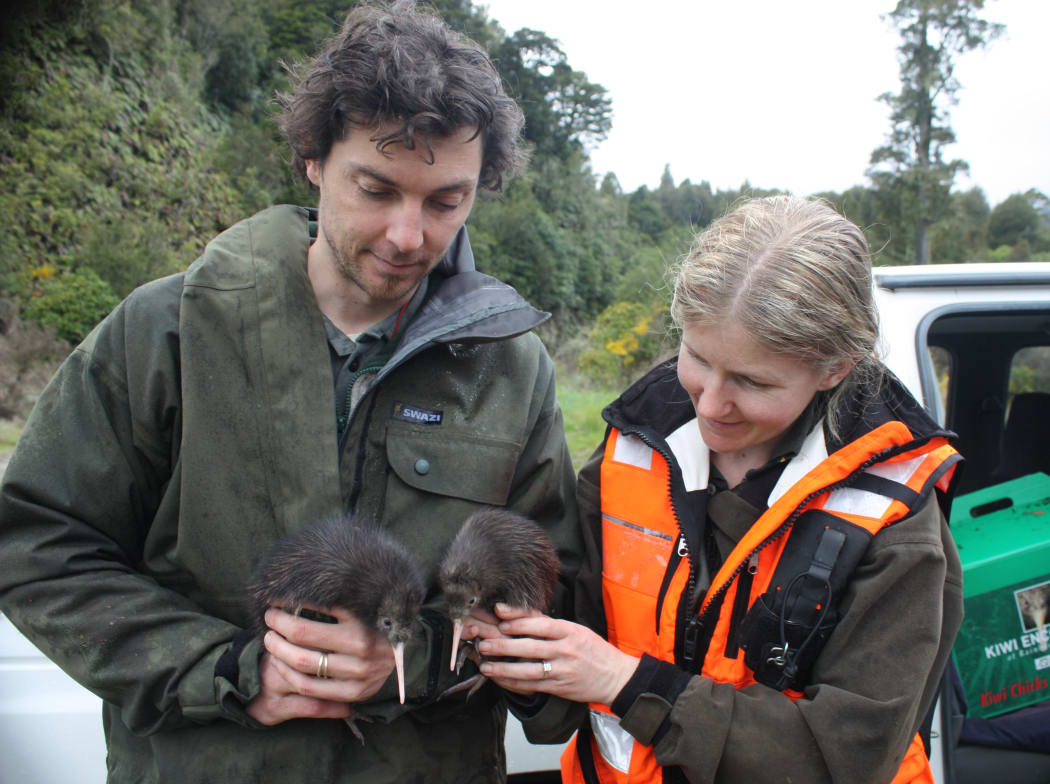 DOC rangers Jerome Guillotel and Alison Beath with brown kiwi chicks, Tongariro Forest.