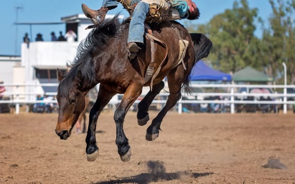 Cowboy rides a bucking horse in bareback bronc event at a country rodeo.