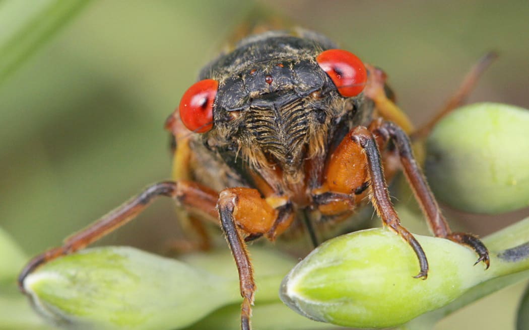 Cicada Brood XIX