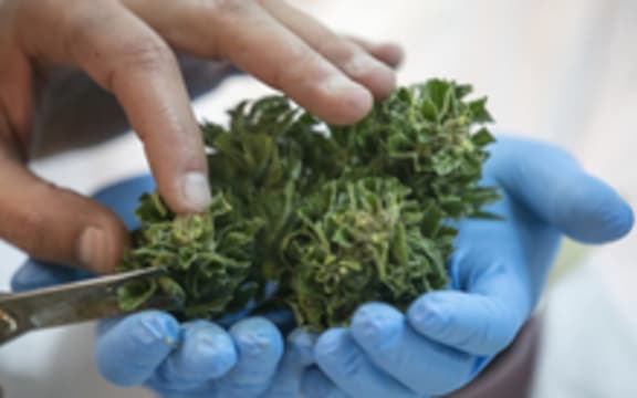 cannabis