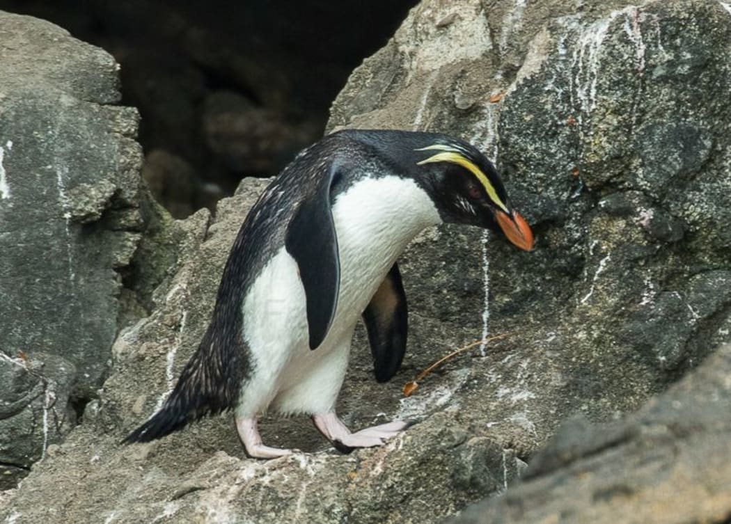 Tawaki or Fiordland crested penguins are marathon swimmers, and cover up to a thousand kilometres a week at sea.