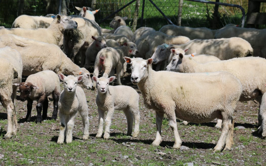 A Year on the Farm tailing lambs
