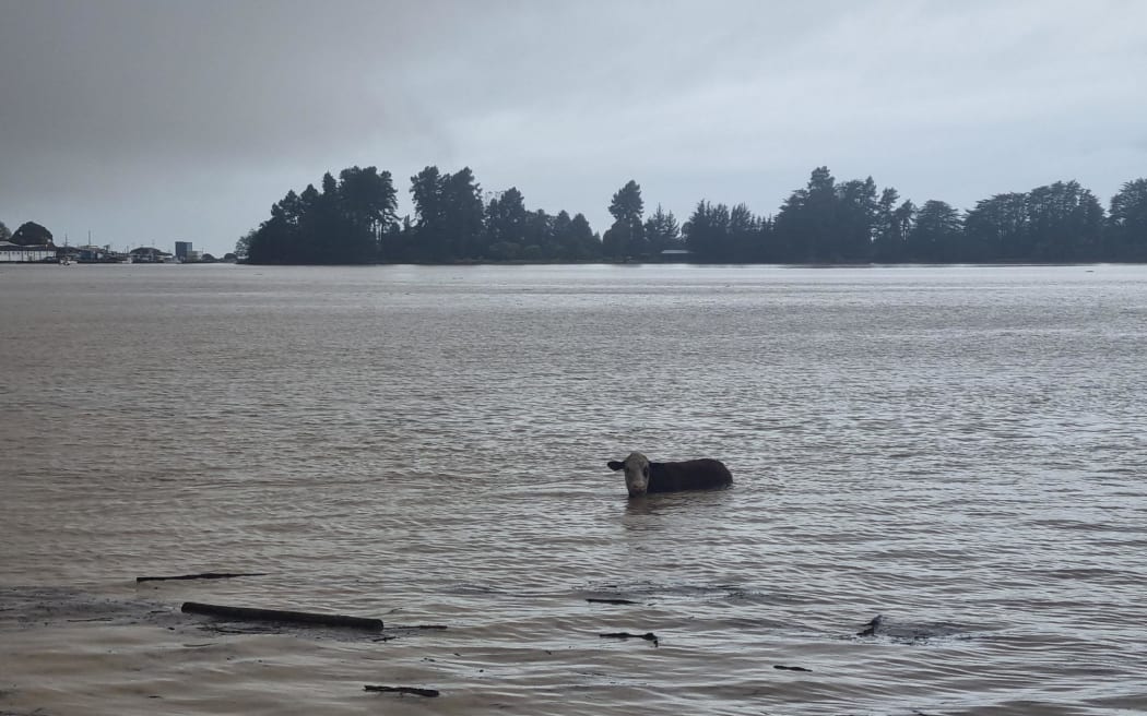 Cow stuck in the Motueka Estuary
