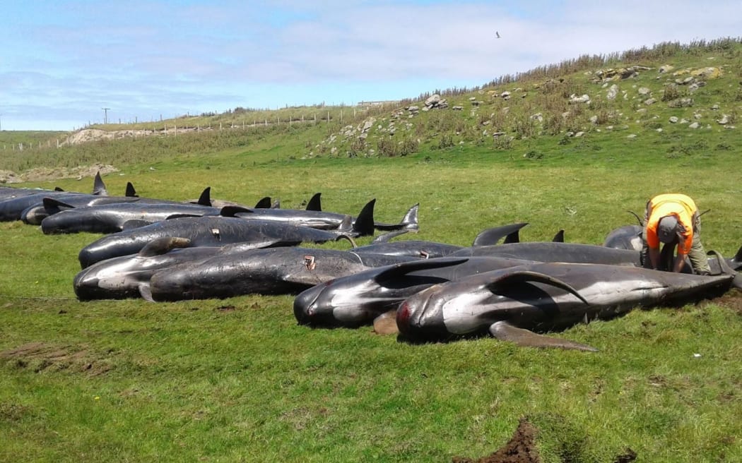 Preparing the dead whales  in the Chatham Islands for burial