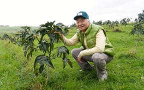 Ilchi Lee and hwangchil, a Korean medicinal plant