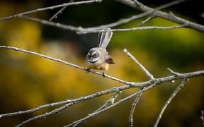 A curious fantail on an organic farm in the Manawatu.