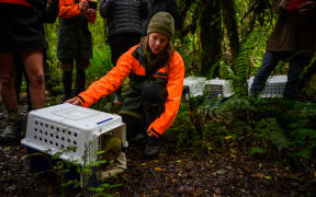 DOC kākāpō operations manager Deidre Vercoe releases a male kākāpō on Coal Island /Te Puka-Hereka.