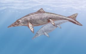 Dinosaur dolphins survived in New Zealand waters long after the became extinct elsewhere.