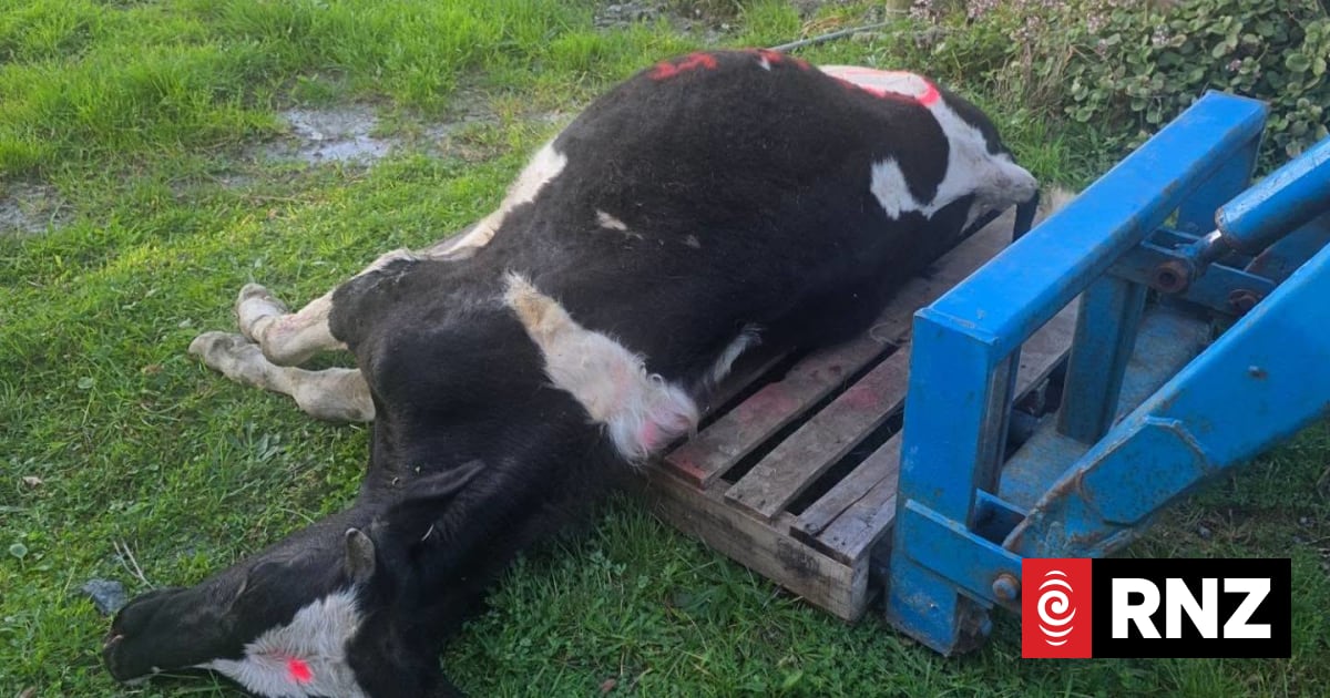 MPI investigating death of a young bull spraypainted and dumped by owner's gate