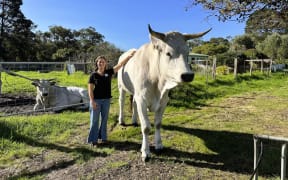 ABC rural reporter Georgia Hargreaves stands next to the world's largest cattle breed.