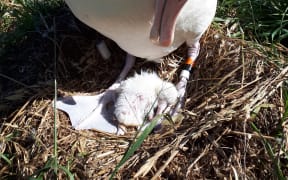 One of three new chicks hatched.
