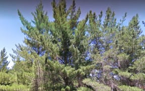Ngāumu Forest in Wairarapa