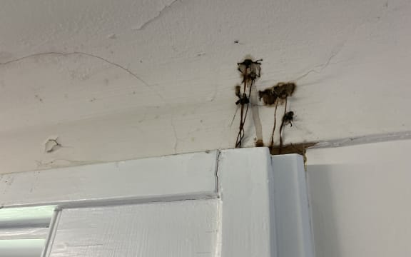 Mushrooms growing above a window where staff have been eating their lunch