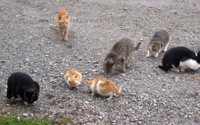 A colony of feral cats.