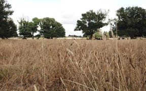 Paddocks dry from the Northland drought.
Kaikohe area