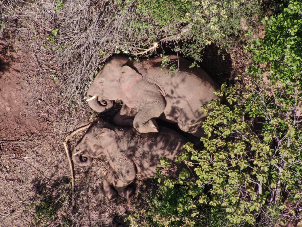 Elephants, part of a herd which had wandered 500km north from their natural habitat, resting near Yuxi city, in China's southwest Yunnan province