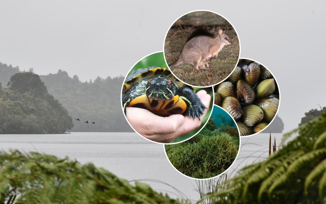 The Bay of Plenty Regional Council has amended its pest management plan, with new rules for turtles, wallabies, and invasive exotic species of seaweed and freshwater clams.
