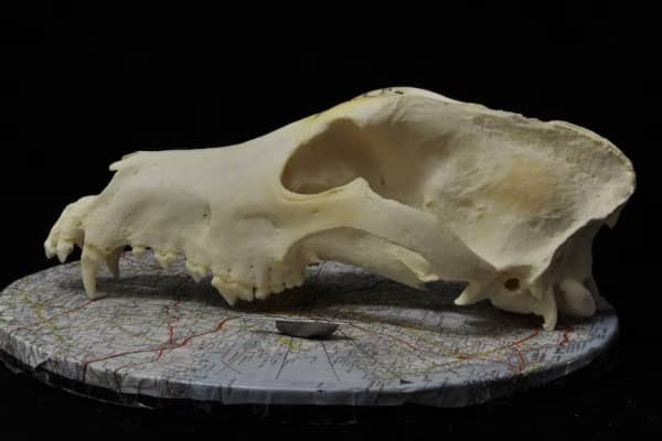 A long pale skull sits on a round surface.