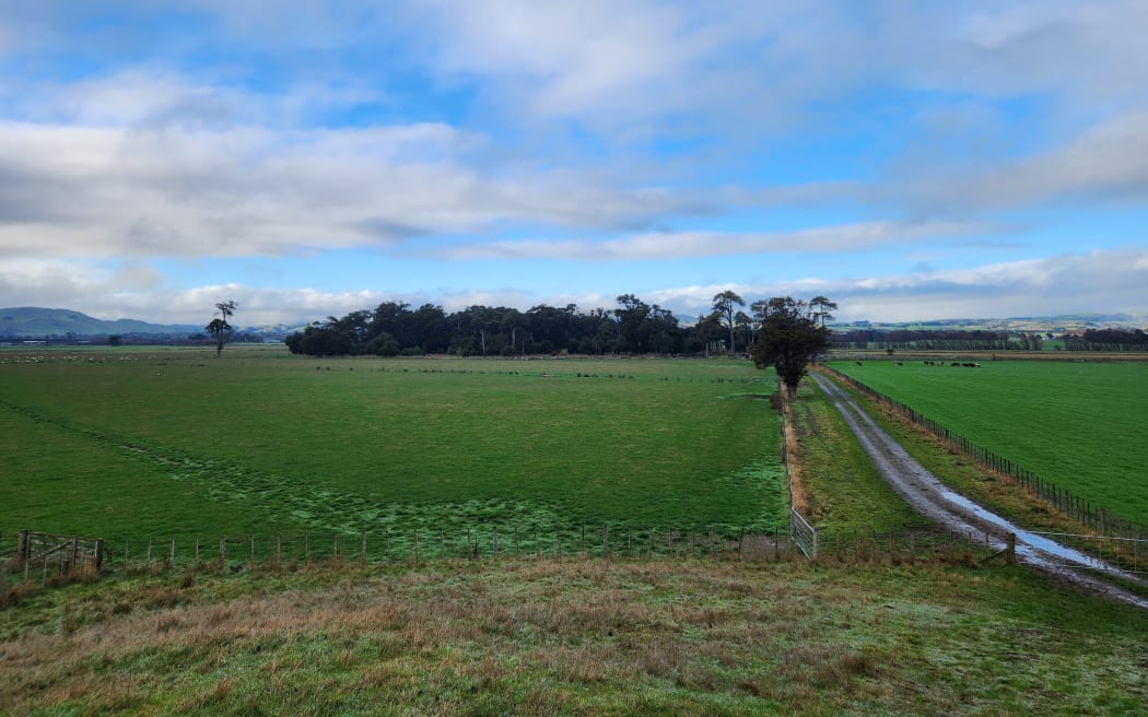 The 4.5 hectare remnant podocarp forest on Waihinga Farm, part of ancient wetland bordering the Ruamāhanga River