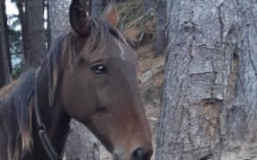 The SPCA says Zorro was emaciated and found tied to a tree, having not had food or water for weeks.