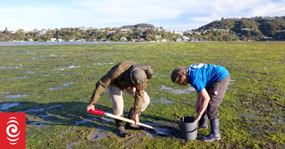 Our Changing World: Restoring Te Awarua o Porirua / Porirua Harbour