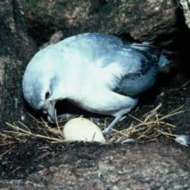 Photo for Tītī wainui