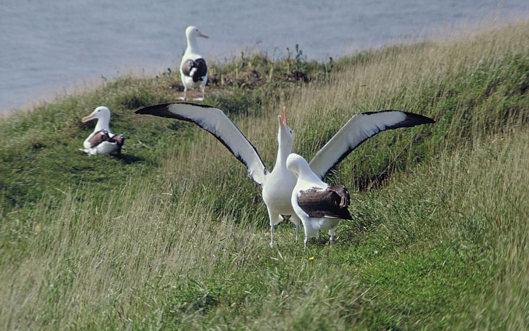 Adult male albatross displaying on Taiaroa Head.