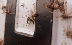 The DNA Drive Project was collecting insects by swabbing any DNA traces that remain after insects collide with car license plates.