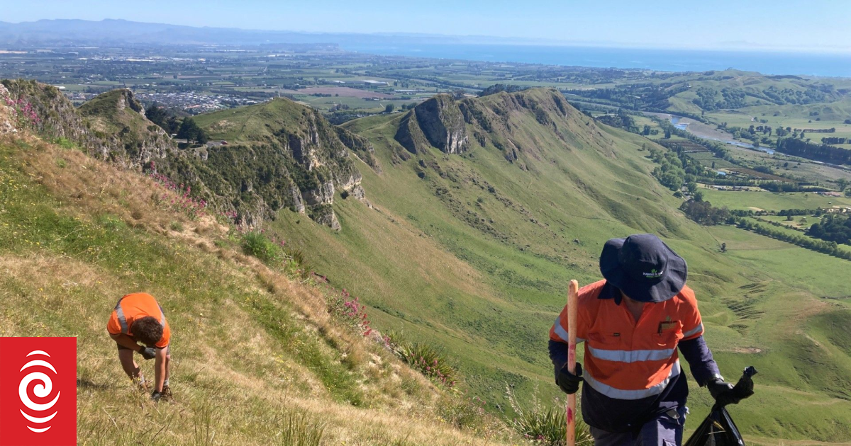 Te Mata Peak discovery sparks warning over invasive weed